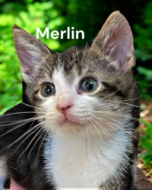 Merlin