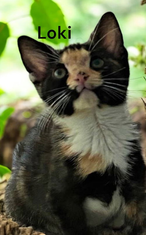Loki