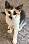 Prissy