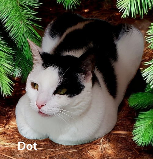 Dot