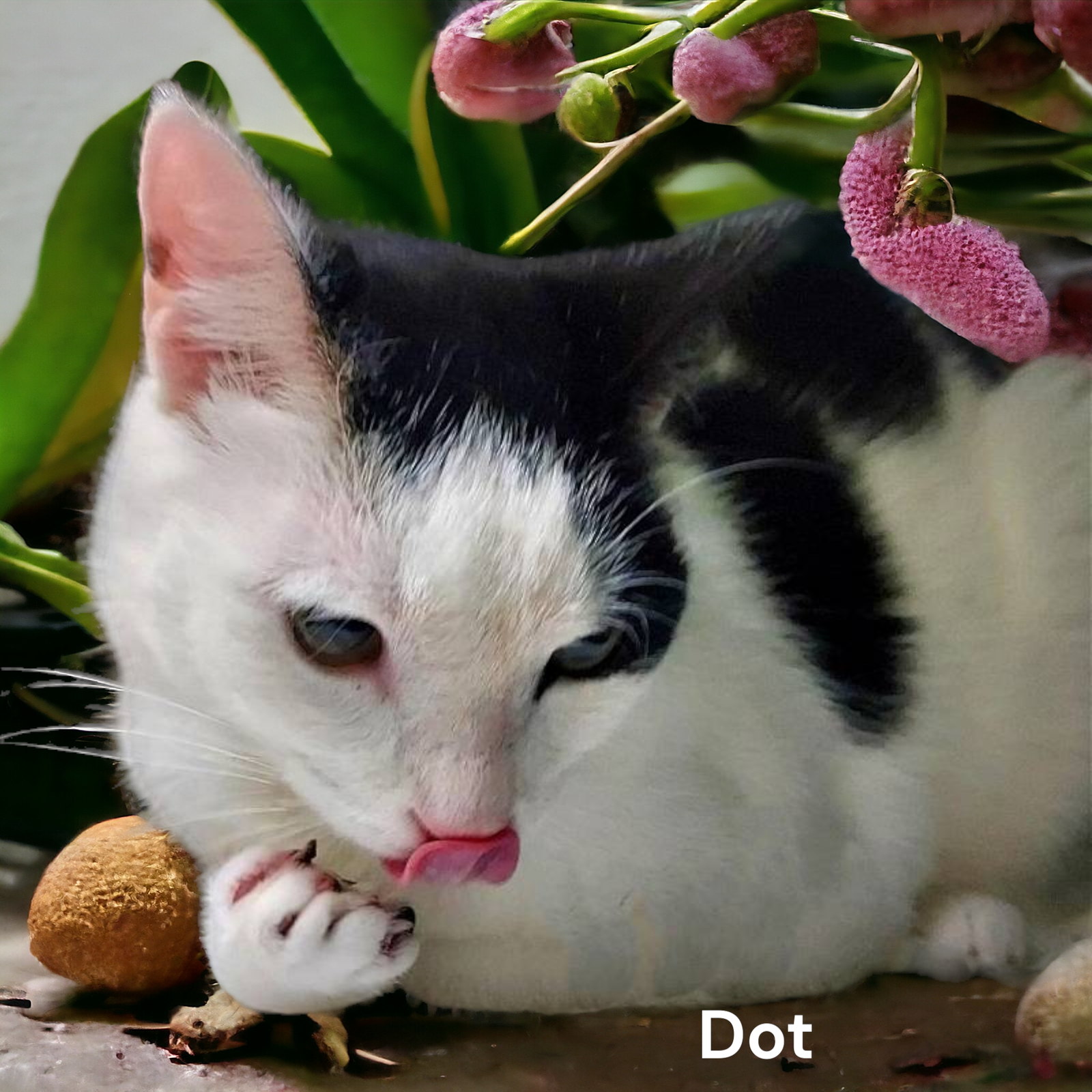 adoptable Cat in Chesapeake, VA named Dot