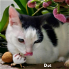 adoptable Cat in chesapeake, VA named Dot