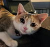 Deena