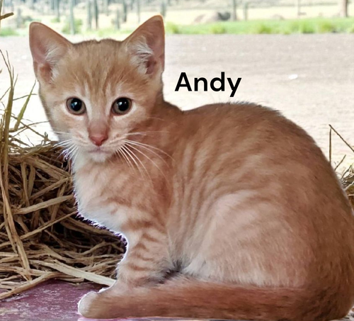 Andy