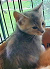 Greta