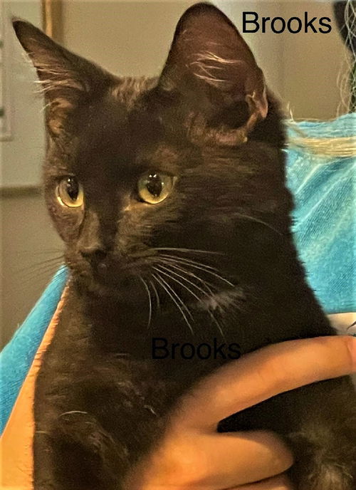 Brooks