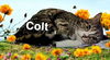 Colt