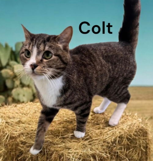 Colt