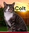 Colt