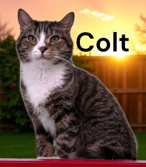 Colt