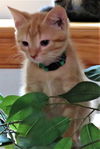 Sawyer