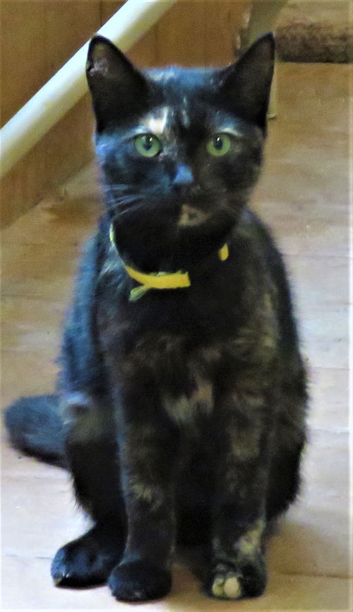 Hazel