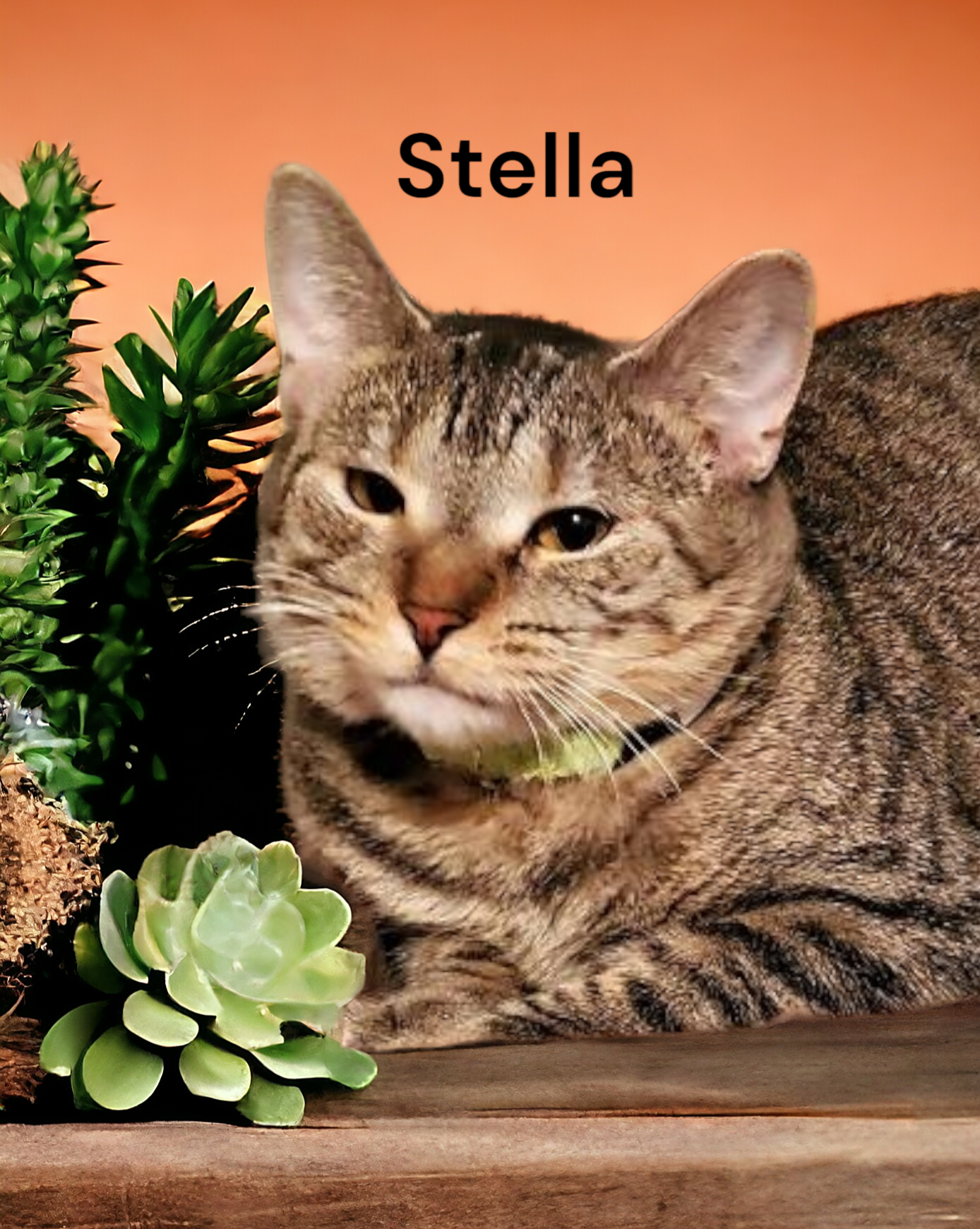 adoptable Cat in Chesapeake, VA named Stella