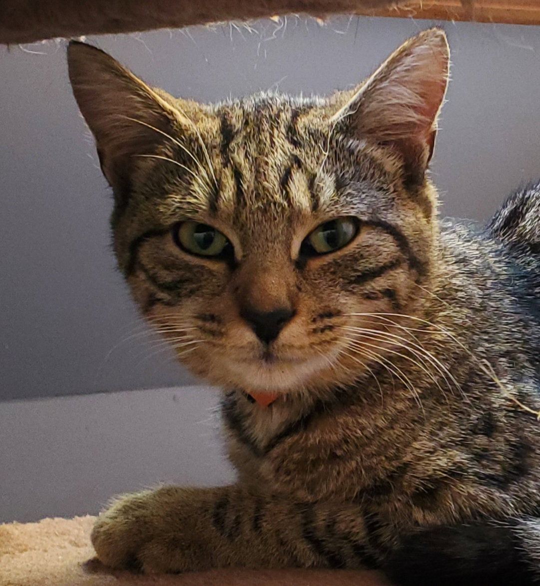 Cats for Adoption in Lancaster County, Virginia Alpha Paw