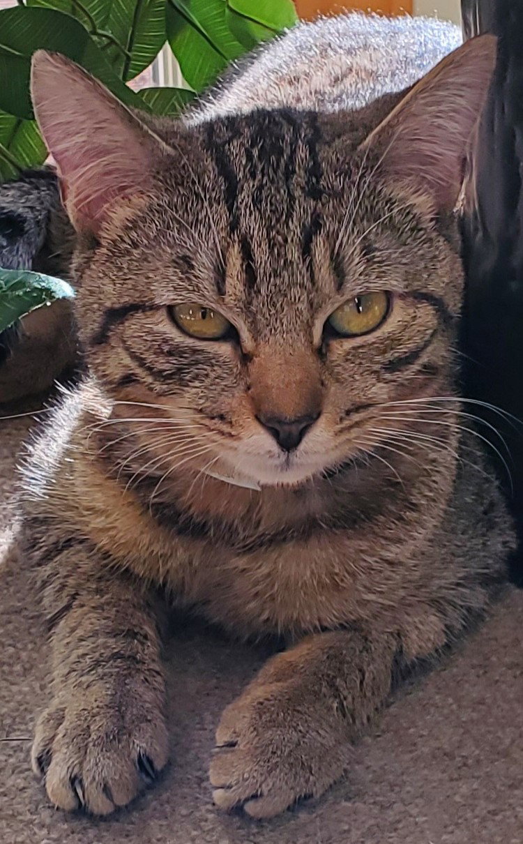 Cats for Adoption in Lancaster County, Virginia Alpha Paw