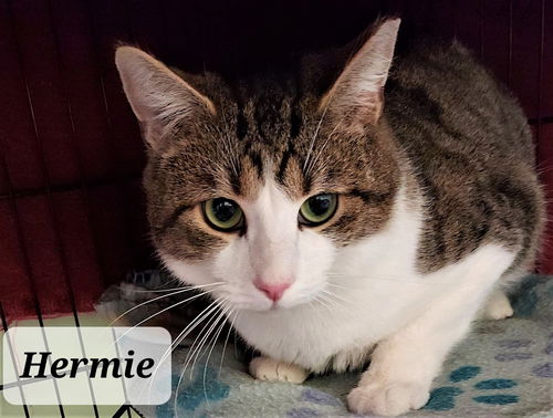 Hermie