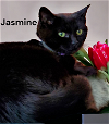 adoptable Cat in , VA named Jasmine
