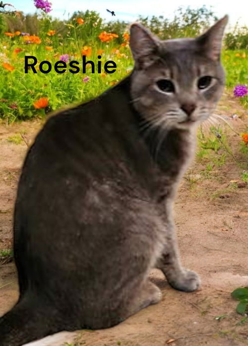 Roeshie