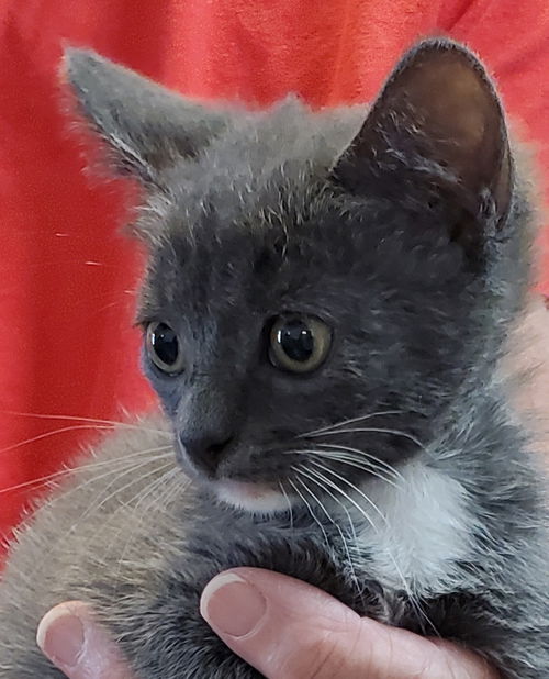 Della
