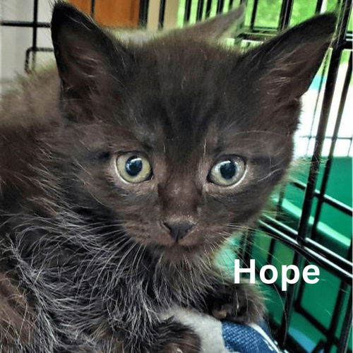 Hope