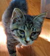 Frankie
