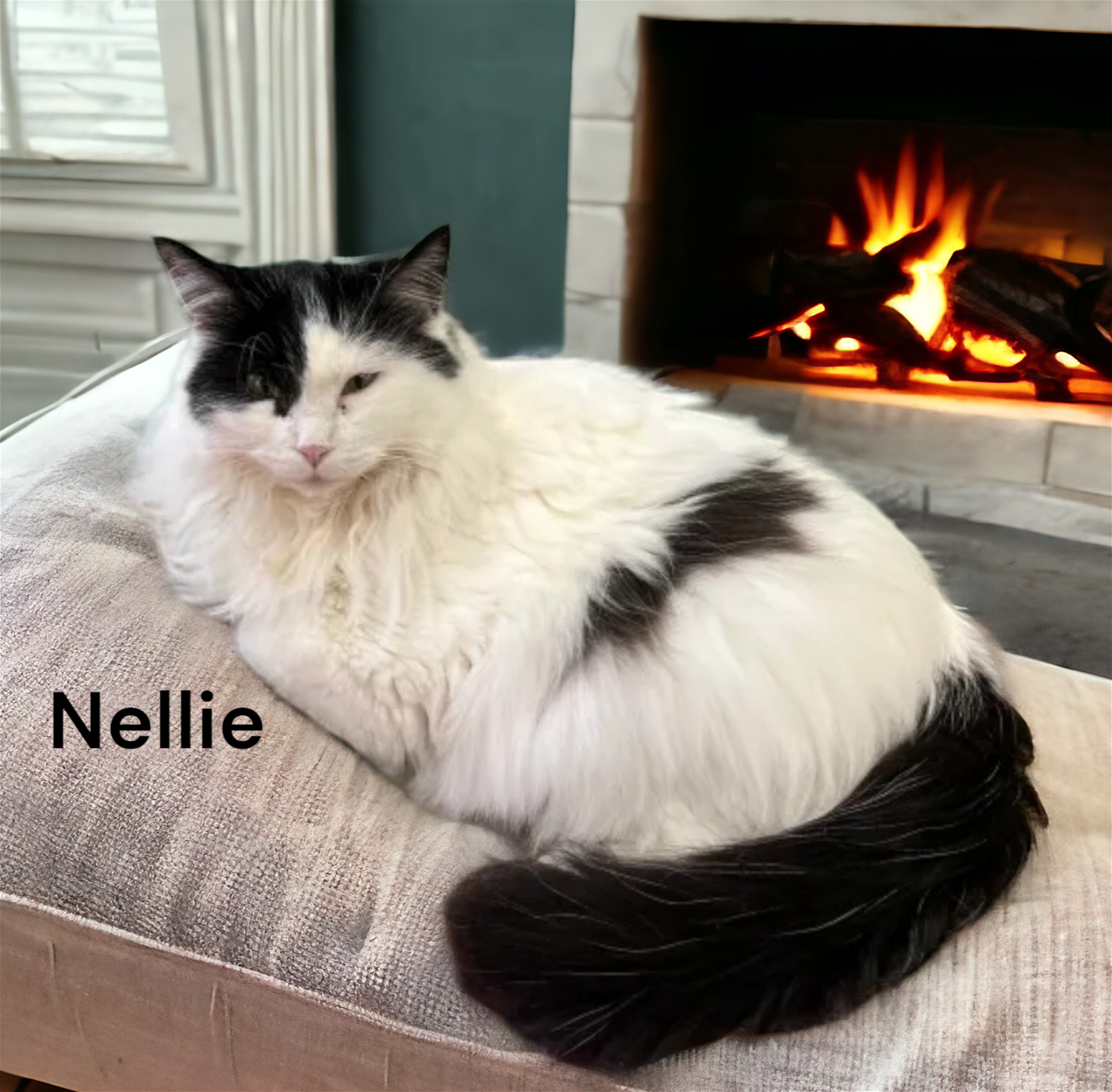 adoptable Cat in Chesapeake, VA named Nellie