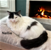 adoptable Cat in  named Nellie