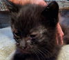 Blake