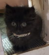Blake