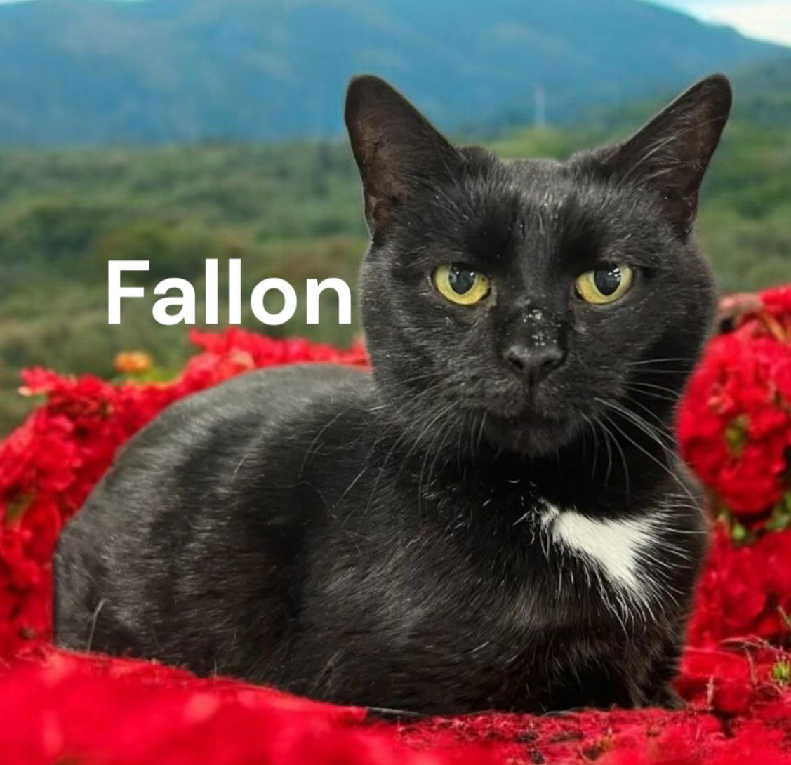 adoptable Cat in Chesapeake, VA named Fallon