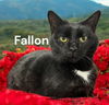Fallon