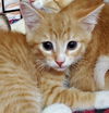 Patti