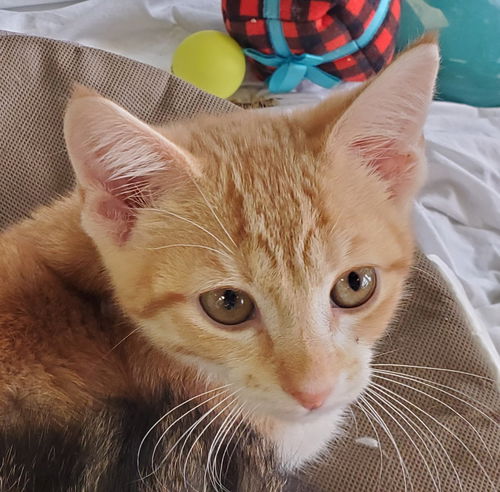 Patti