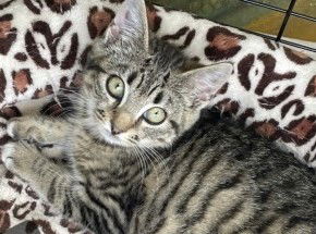 Laverne