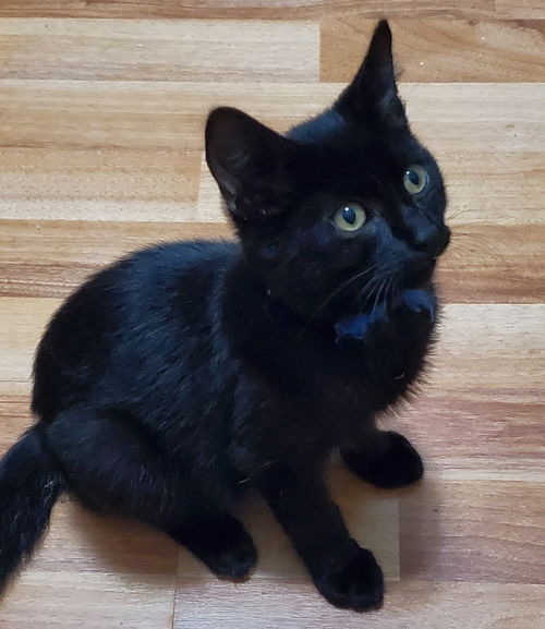 Kobie