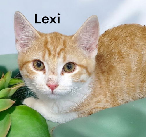 Lexi