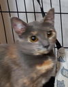 Cheyenne
