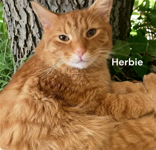 Herbie aka Abe