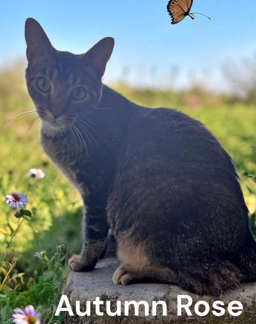 Autumn Rose, an adoptable Tabby in Kilmarnock, VA