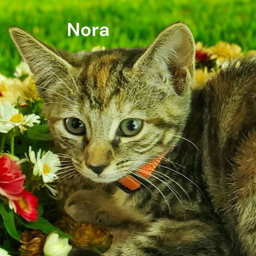 Nora