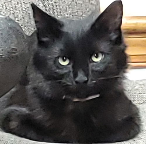 Louie
