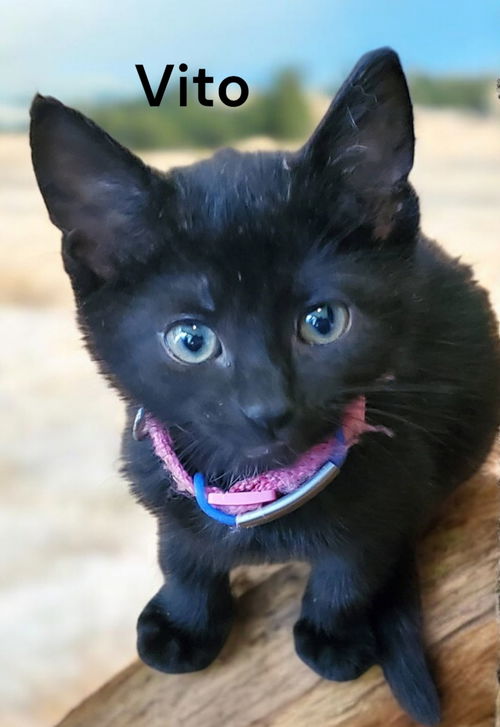 Vito