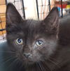 Onyx