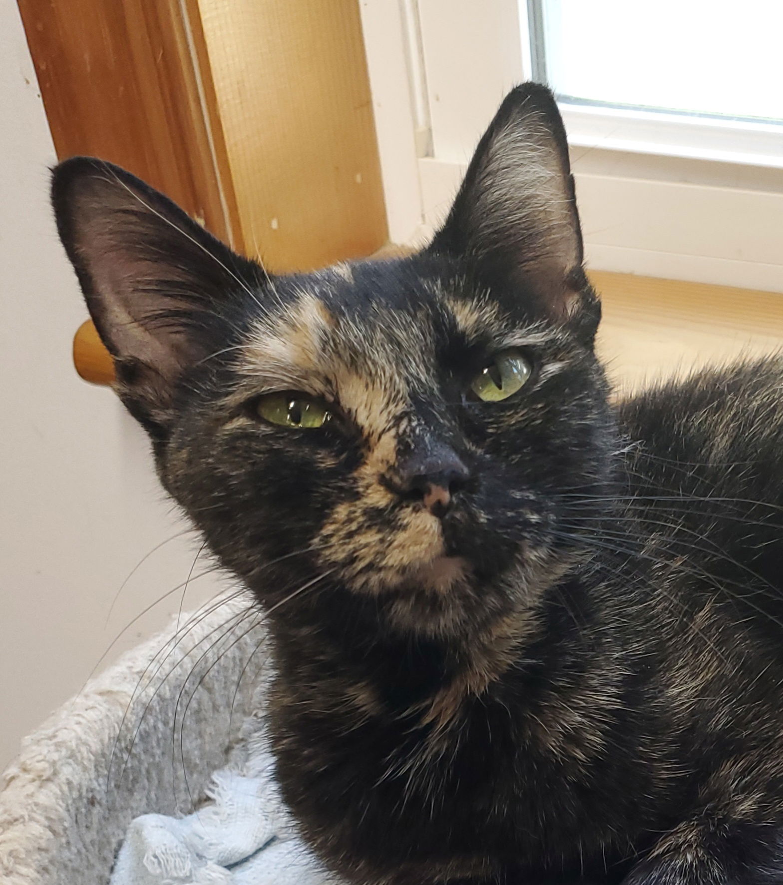 Cat adoption in Newport News, VA 23601: Tortoiseshell Cat 