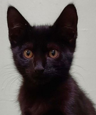 Simon
