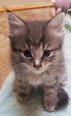 Zelda