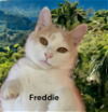 adoptable Cat in chesapeake, VA named Freddie