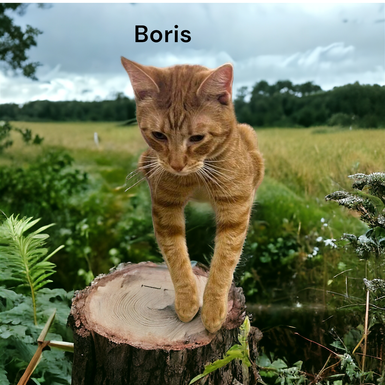 adoptable Cat in Chesapeake, VA named Boris