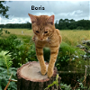 adoptable Cat in chesapeake, VA named Boris