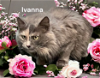 adoptable Cat in , VA named Ivanna